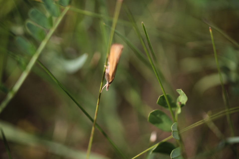 Pediasia luteella - agyagsárga fűgyökérmoly