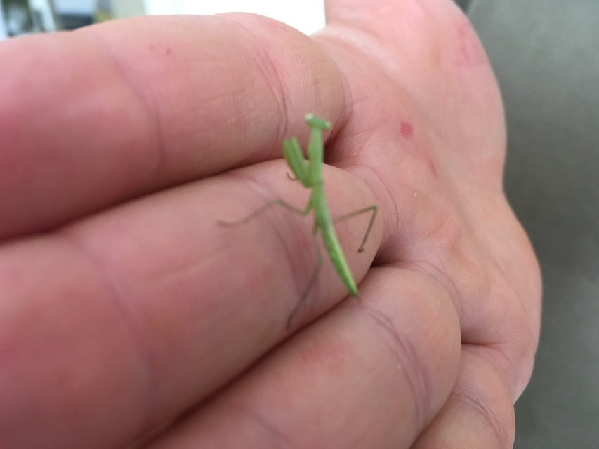 Mantis religiosa - imádkozósáska