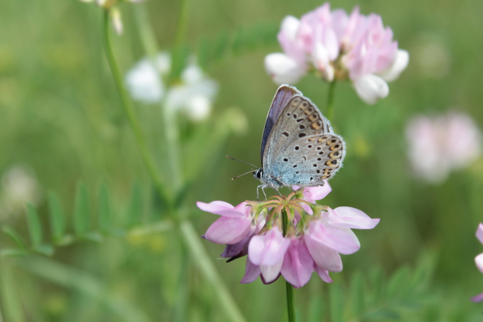 Plebejus argyrognomon - tintakék boglárka