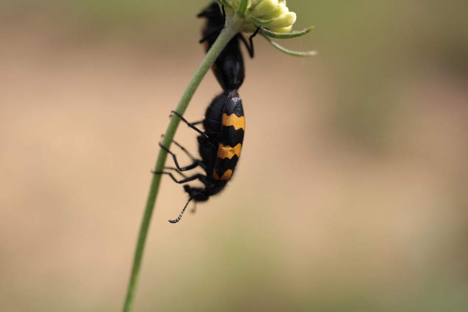 Mylabris variabilis - szalagos hólyaghúzó Mylabris variabilis - szalagos hólyaghúzó