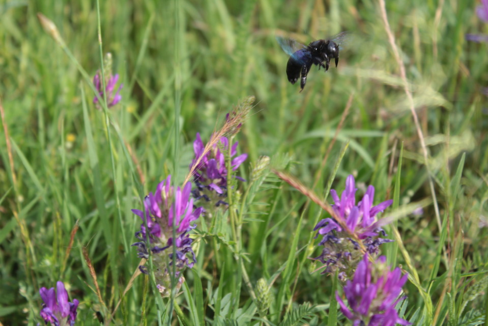 Xylocopa