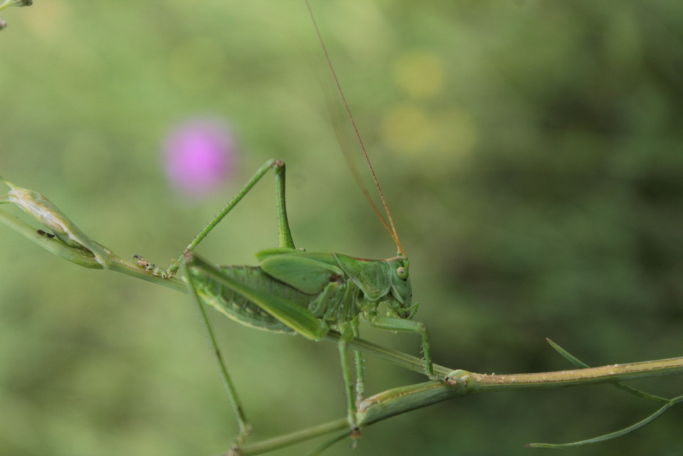 Tettigonia viridissima - zöld lombszöcske