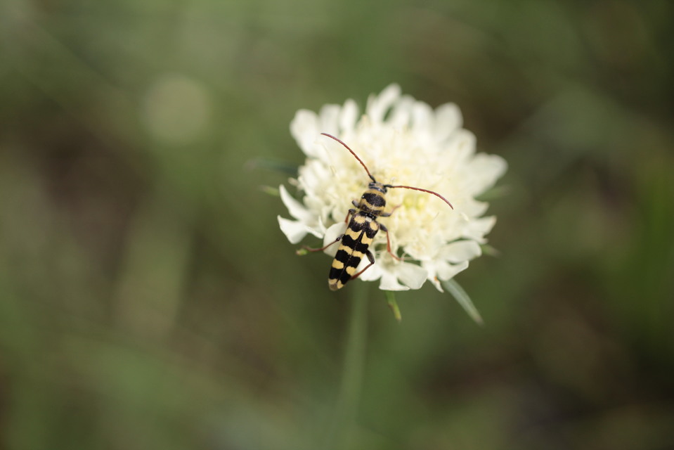 Echinocerus floralis - lucerna-darázscincér