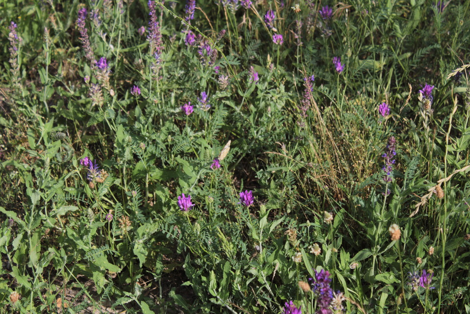 Melanargia galathea - sakktáblalepke