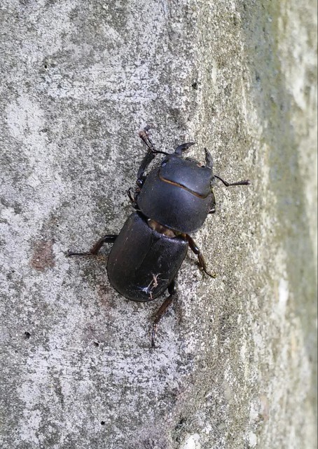 Dorcus parallelipipedus - kis szarvasbogár