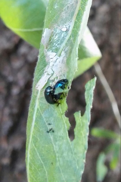Plagiodera versicolora - törpe fűzlevelész