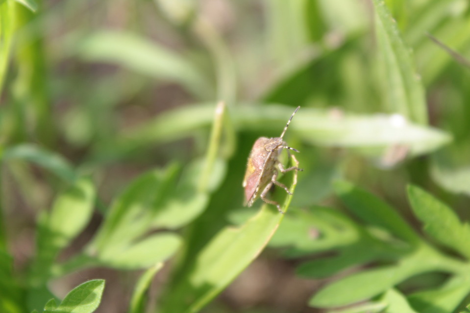 Dolycoris baccarum - közönséges bogyómászó-poloska Dolycoris baccarum - közönséges bogyómászó-poloska