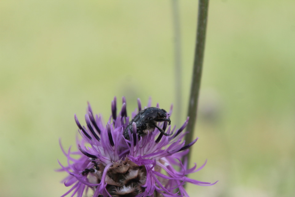 Oxythyrea funesta - sokpettyes virágbogár
