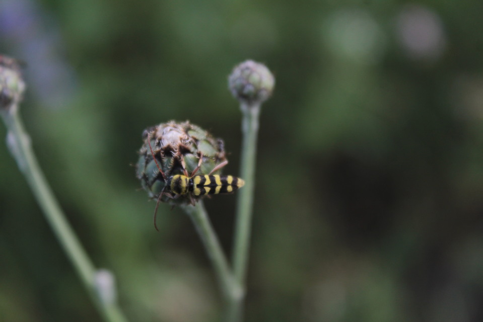 Echinocerus floralis - lucerna-darázscincér