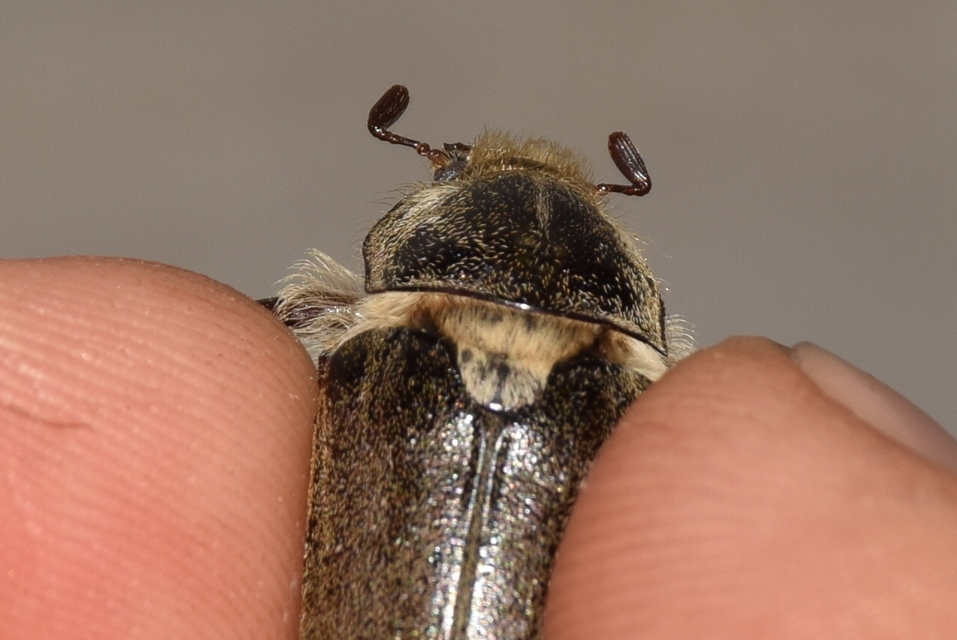 Anoxia pilosa - pusztai cserebogár