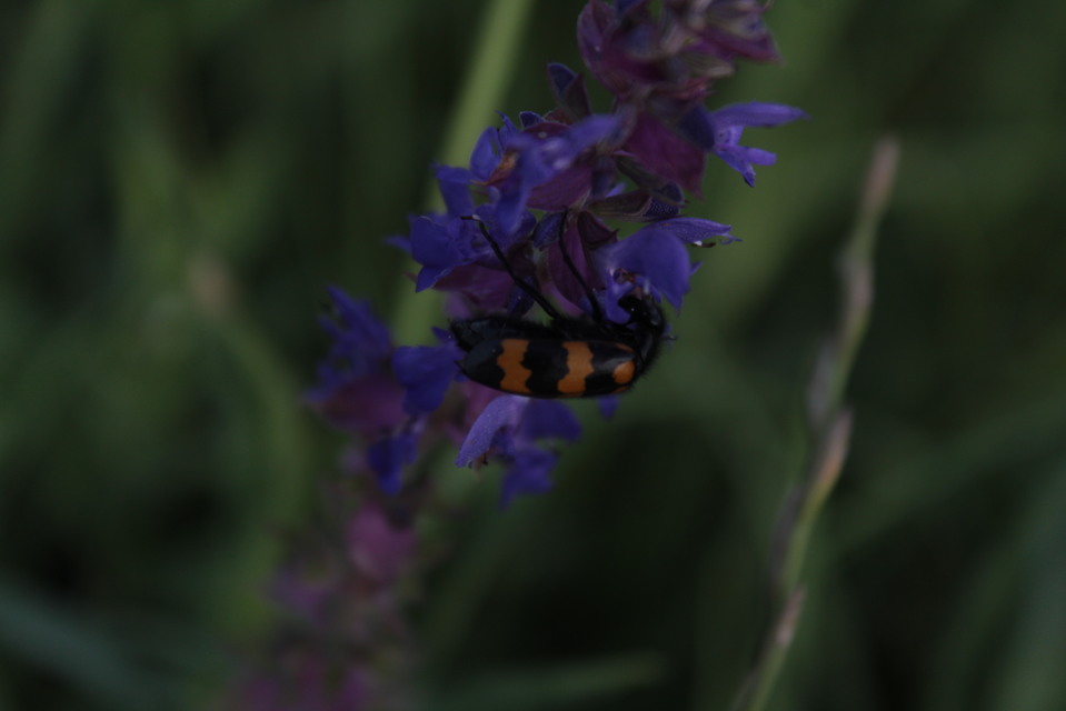Mylabris variabilis - szalagos hólyaghúzó Mylabris variabilis - szalagos hólyaghúzó