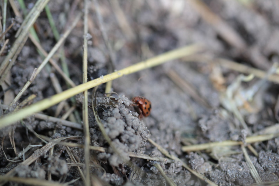 Subcoccinella vigintiquatuorpunctata - lucernaböde
