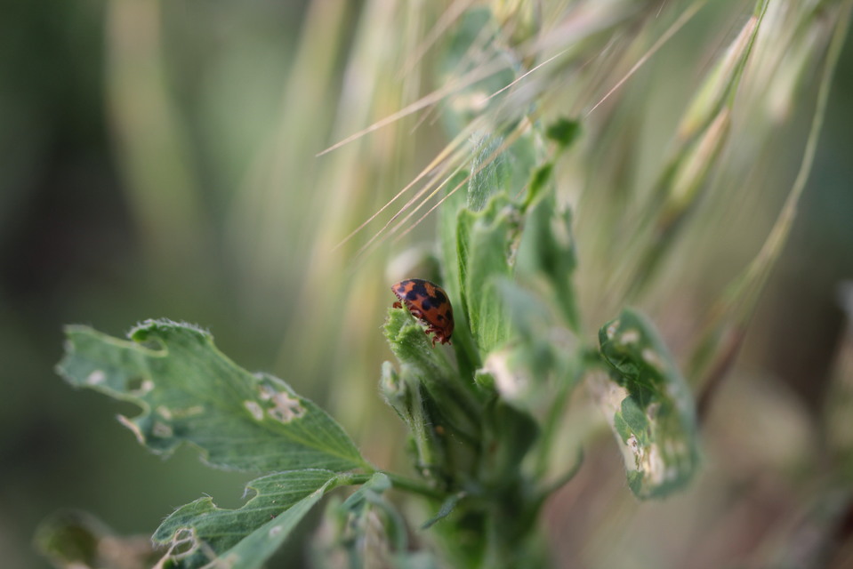 Subcoccinella vigintiquatuorpunctata - lucernaböde