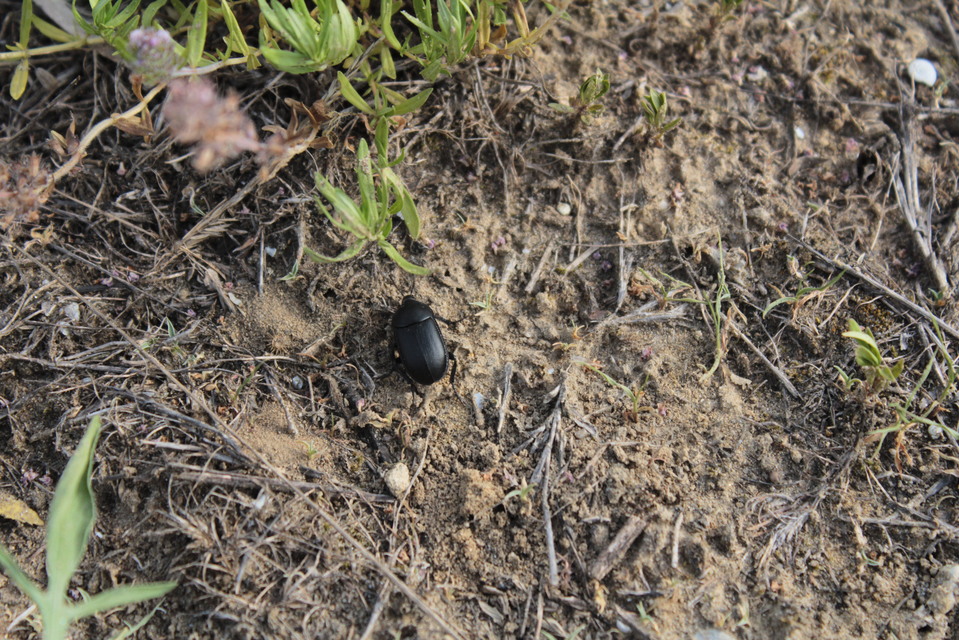 Ablattaria laevigata - sima csigarabló