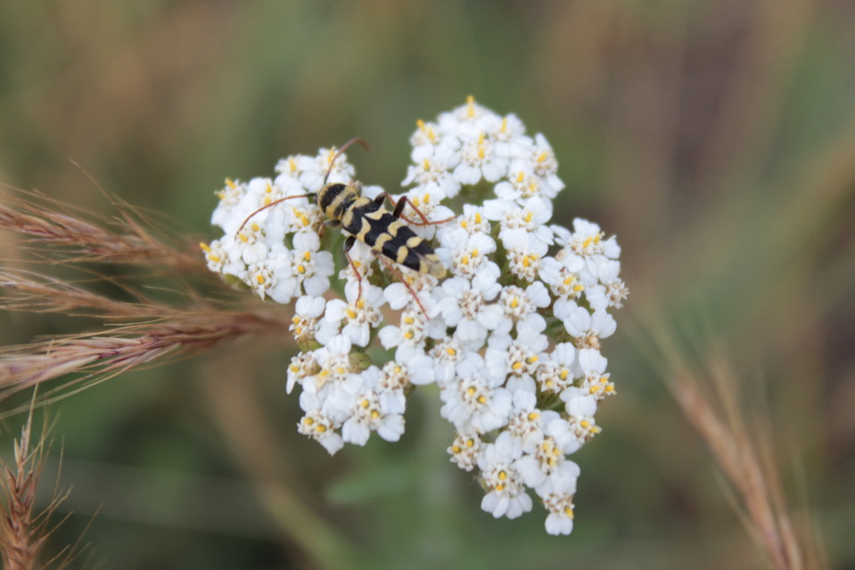 Echinocerus floralis - lucerna-darázscincér