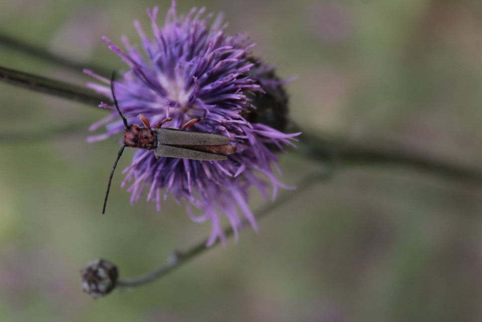 Phytoecia argus - árgusszemű cincér