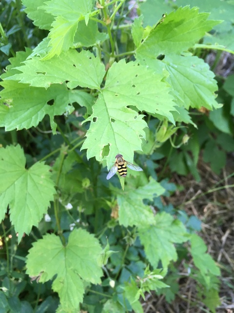 Syrphus