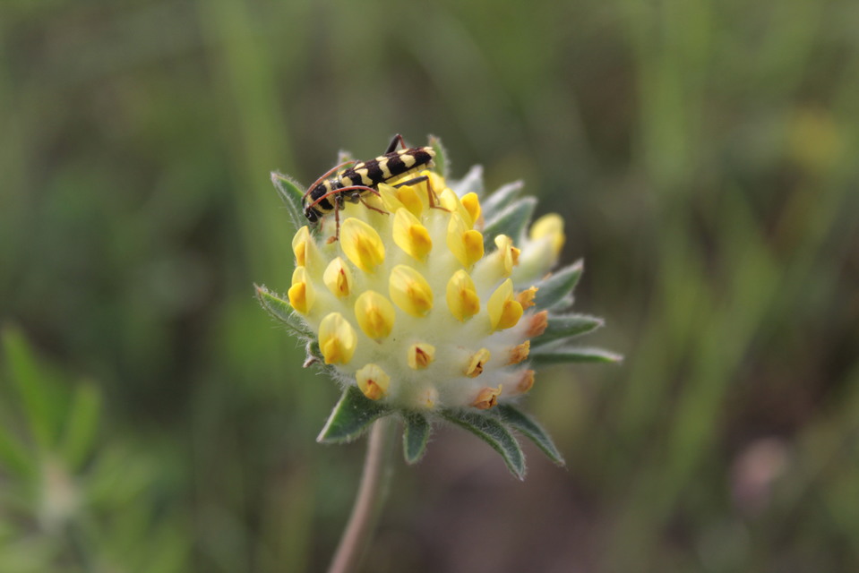 Echinocerus floralis - lucerna-darázscincér