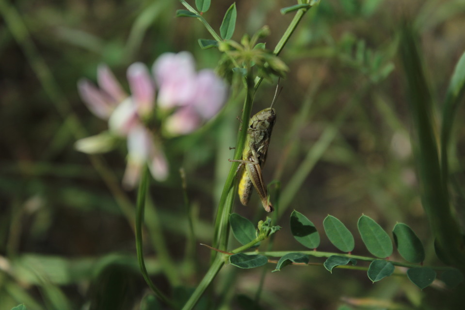 Pseudochorthippus parallelus - közönséges rétisáska
