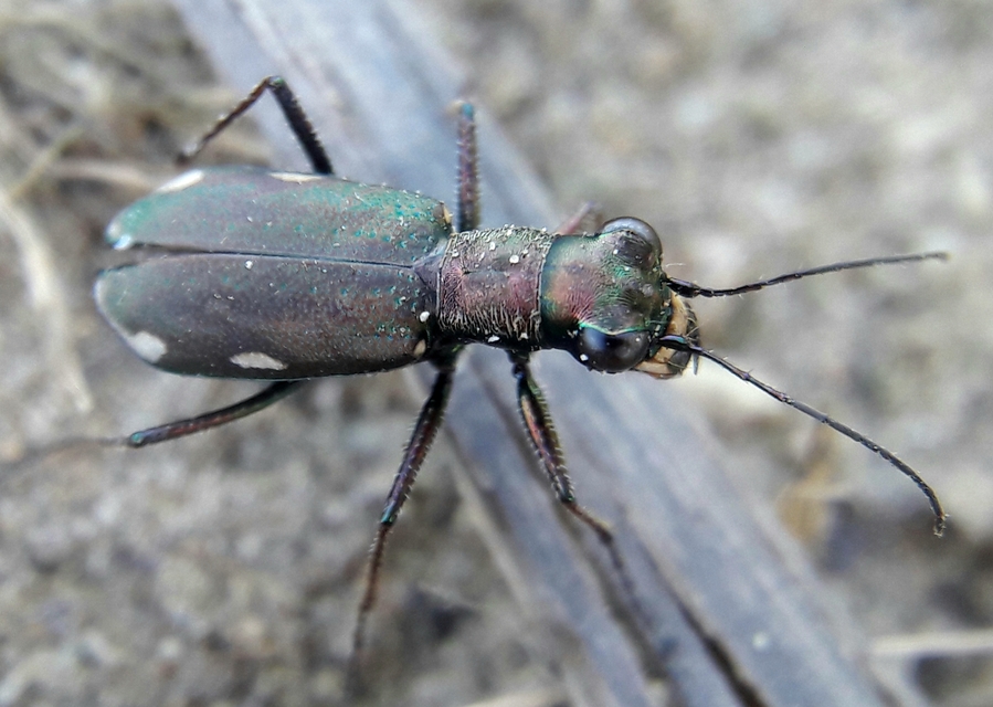 Cylindera germanica - parlagi homokfutrinka