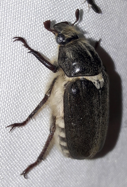 Anoxia pilosa - pusztai cserebogár
