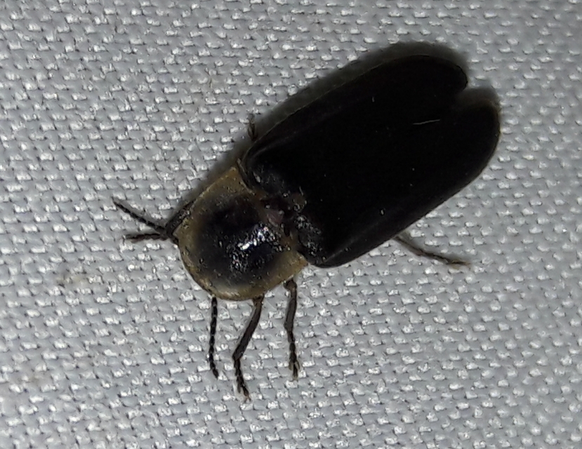 Lampyris noctiluca - nagy szentjánosbogár