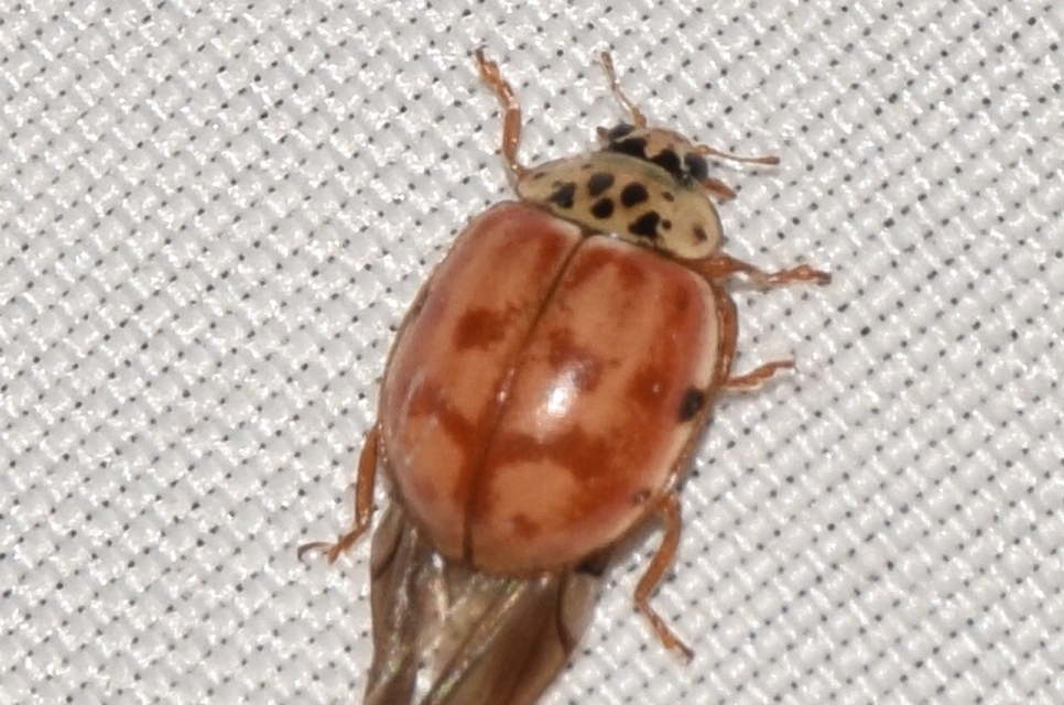 Harmonia quadripunctata - négypettyes katica
