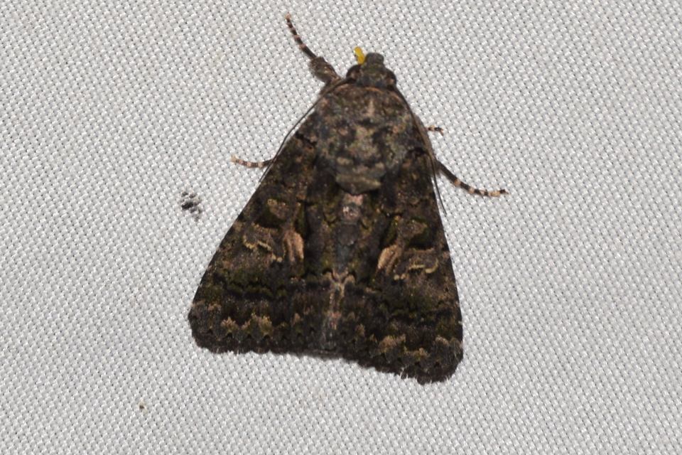 Anophia leucomelas - déli folyófűbagoly