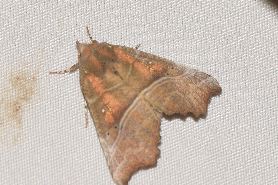 Scoliopteryx libatrix - vörös csipkésbagoly