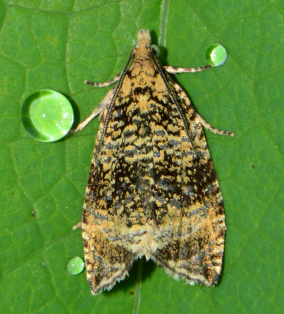 Celypha lacunana - vízparti tükrösmoly