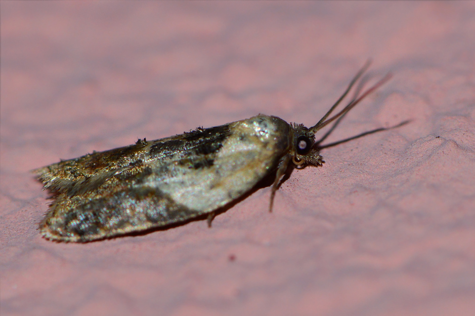 Acleris variegana - tarka levélmoly