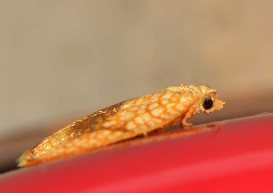 Acleris forsskaleana - juharos levélmoly