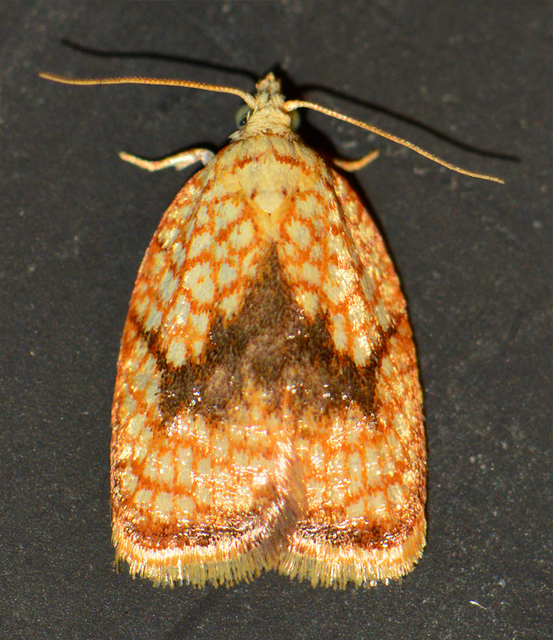 Acleris forsskaleana - juharos levélmoly