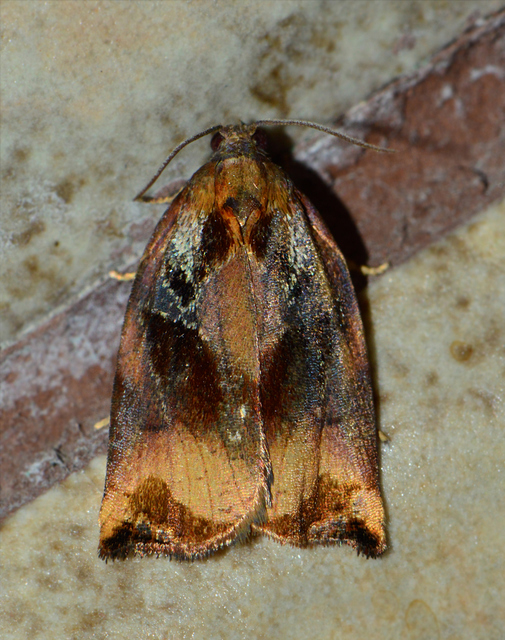 Archips podana - dudvarágó sodrómoly