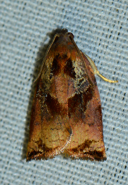 Archips podana - dudvarágó sodrómoly