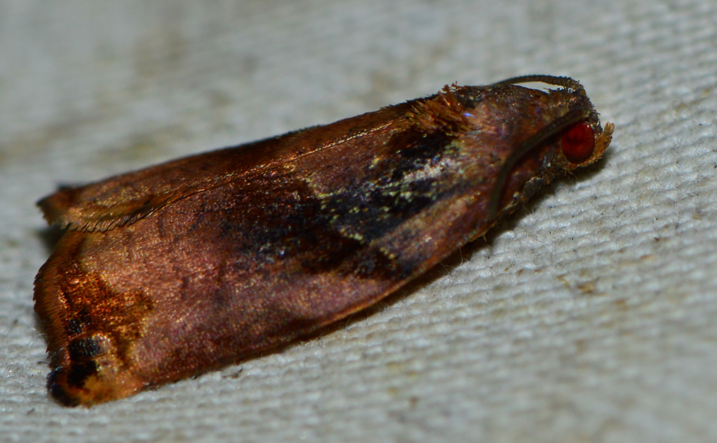 Archips podana - dudvarágó sodrómoly