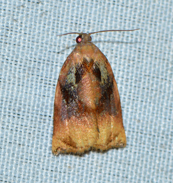 Archips podana - dudvarágó sodrómoly