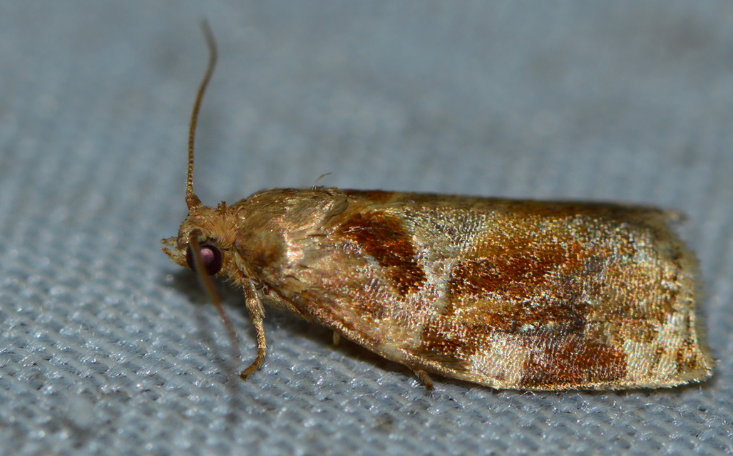 Archips xylosteana - kökényszövő sodrómoly