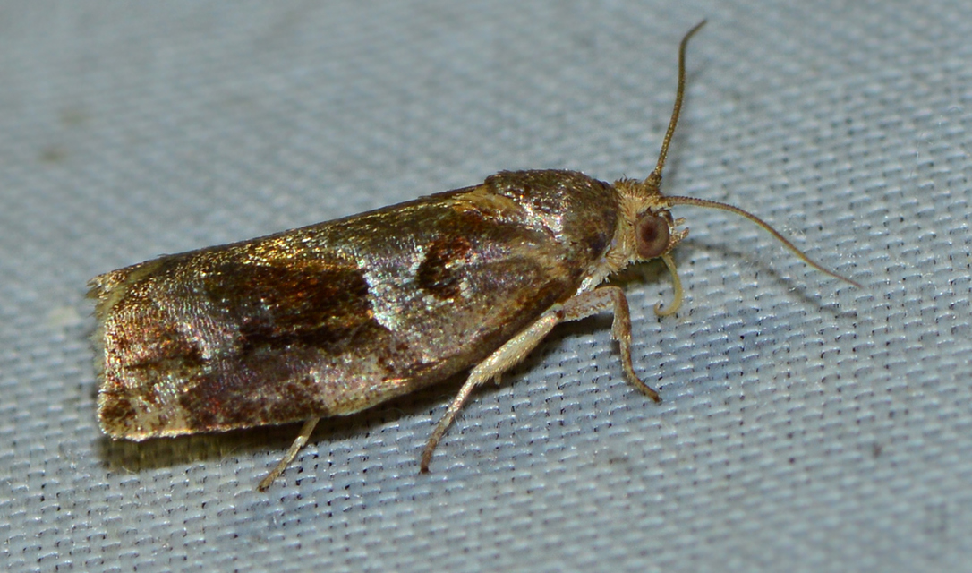 Archips