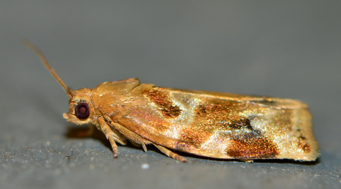 Archips