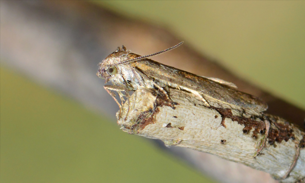 Tortricodes alternella - tavaszi sodrómoly