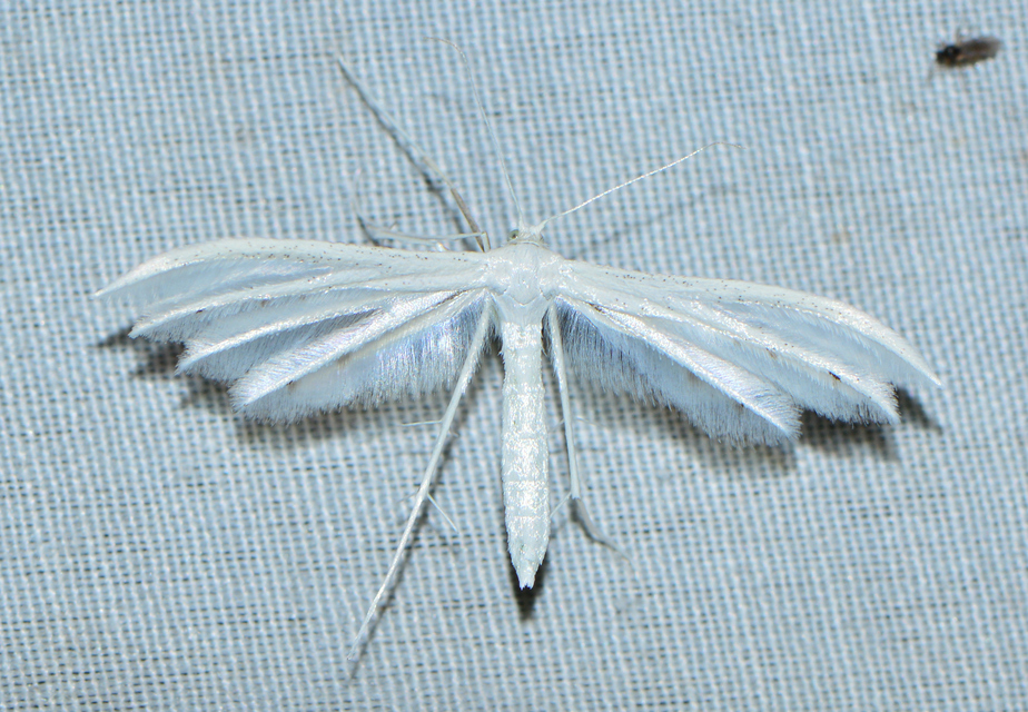 Pterophorus pentadactyla - fehér tollasmoly