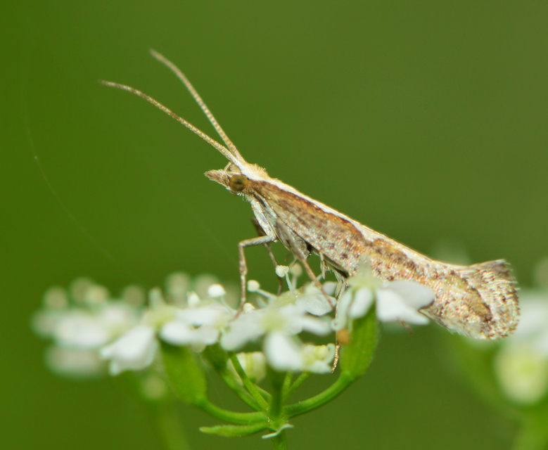 Plutella xylostella - káposztamoly