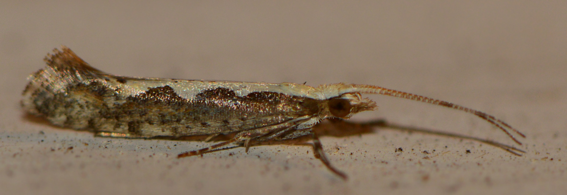 Plutella xylostella - káposztamoly