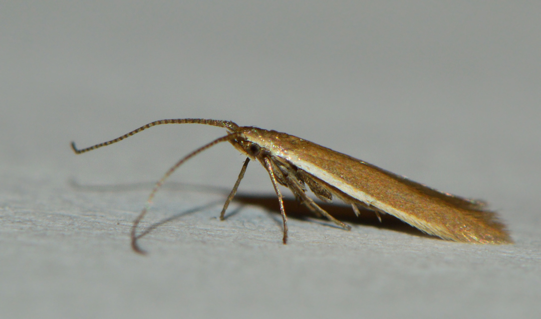 Coleophora