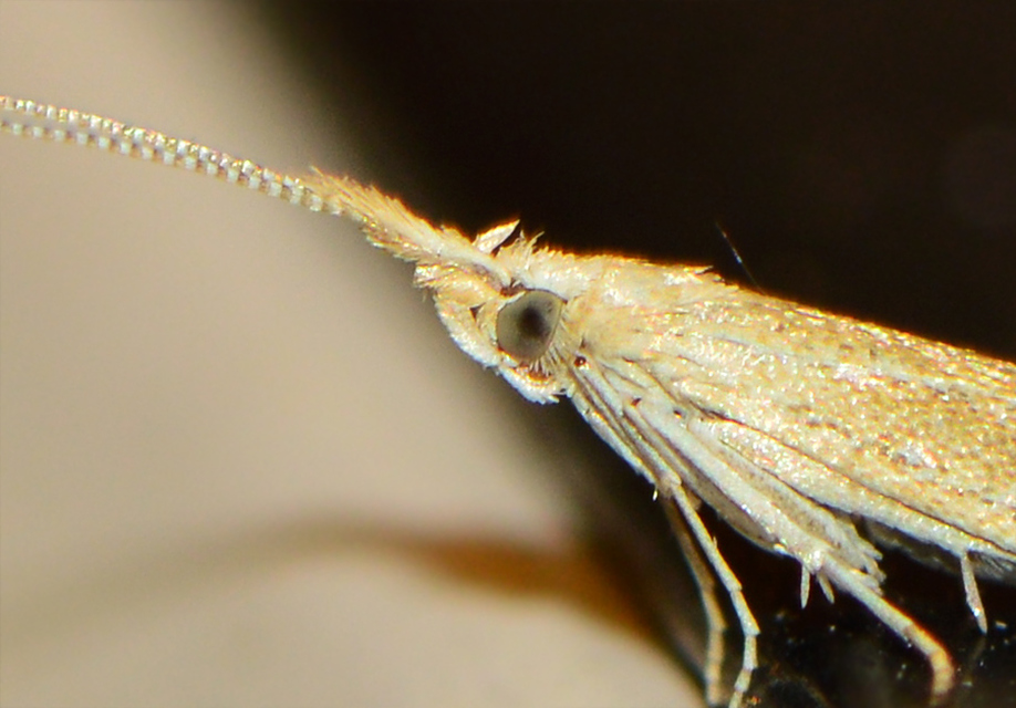 Coleophora