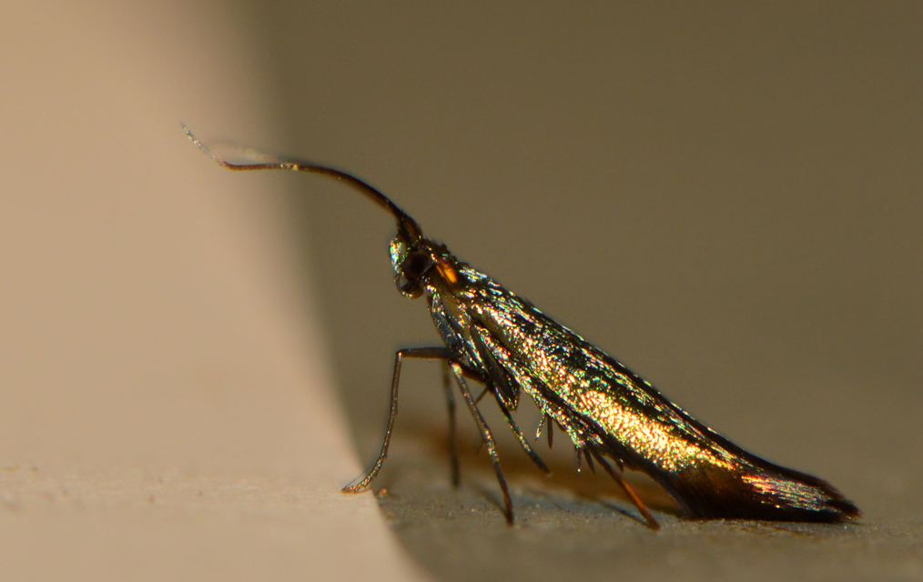 Coleophora