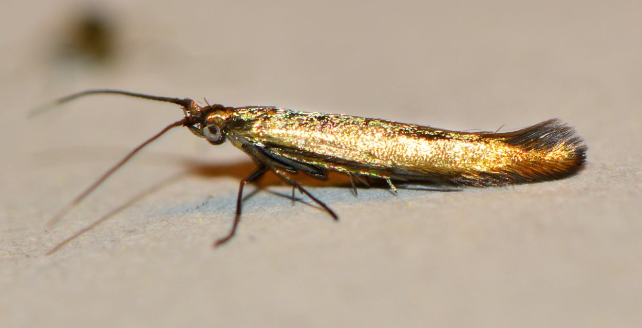 Coleophora