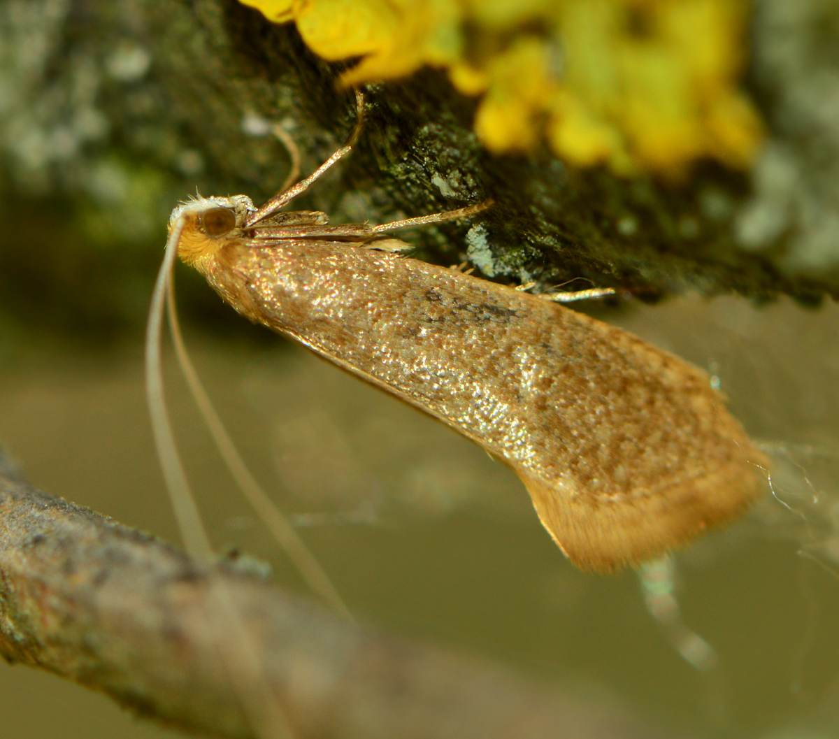 Nematopogon
