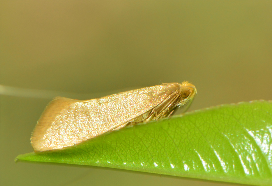 Nematopogon